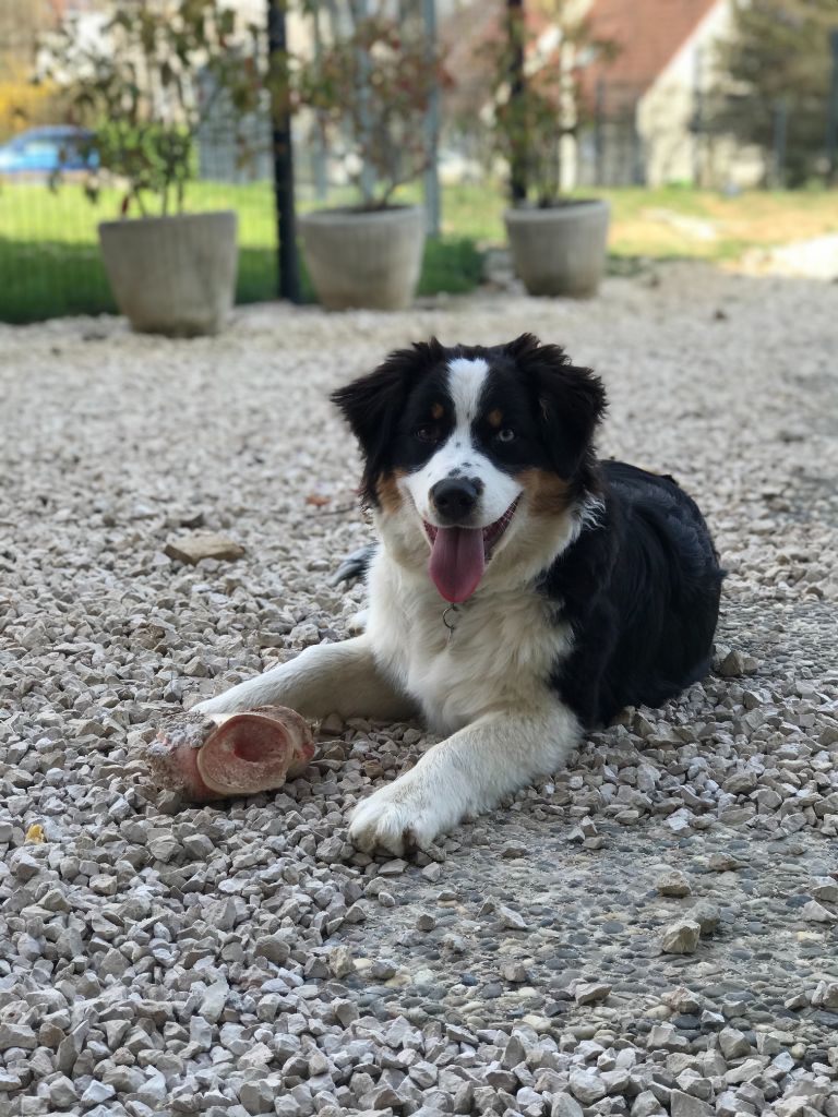 Rin de la belle poulinière