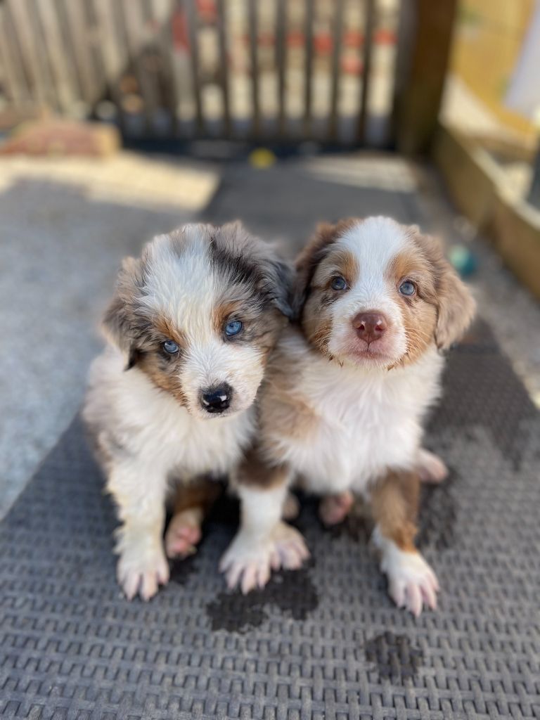 chiot Berger Australien Du Domaine De La Lune Bleue